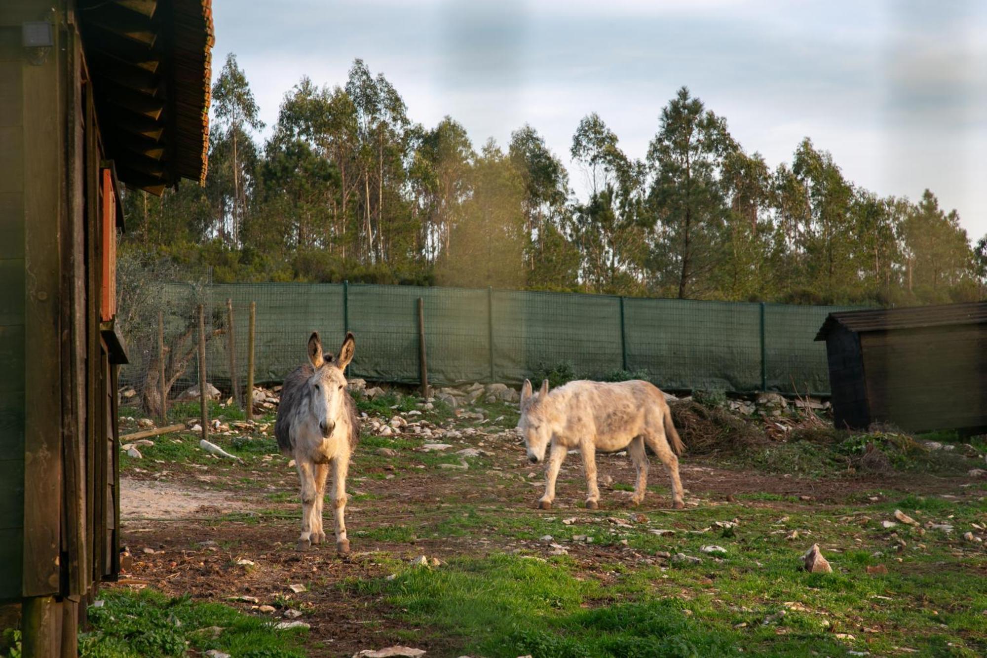 Turquel Casas Da Gralha Bed & Breakfast エクステリア 写真